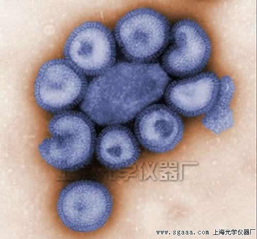 �@΢�R�µļ���H1N1���в���