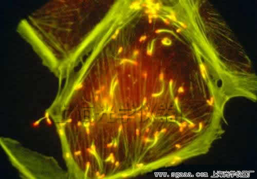 �@΢�R�����ϗU�����^��(x��)��