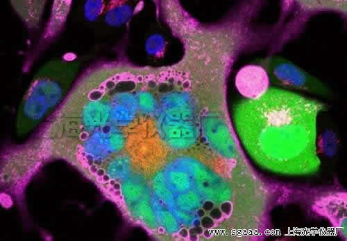 �@΢�R�µă�(n��i)Ƥ��(x��)��