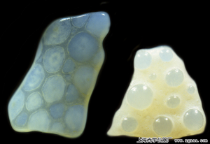 顯微鏡下的夏威夷毛伊島沙粒