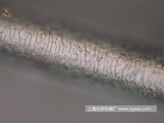 �@΢�R�¿����C��Ⱦ��p�����^�l