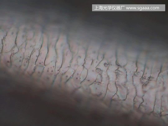 �@΢�R�¿����C��Ⱦ��p�����^�l